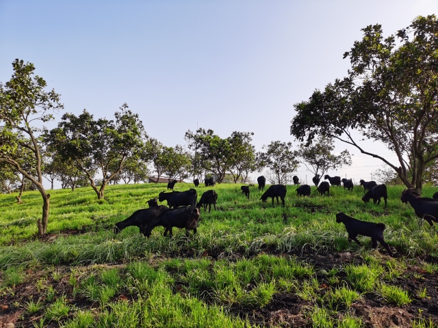 桃源站南方丘陵区生态高效农牧协同发展模式研究示范基地（2）